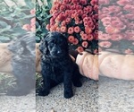 Small Photo #3 Goldendoodle Puppy For Sale in KELLER, TX, USA