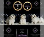 Small #5 Maltipoo