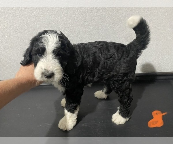 Medium Photo #7 Bernedoodle Puppy For Sale in ANNA, TX, USA