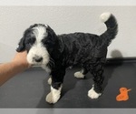 Small Photo #7 Bernedoodle Puppy For Sale in ANNA, TX, USA