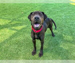 Chinese Shar-Pei-Labrador Retriever Mix Dogs for adoption in Orange, CA, USA