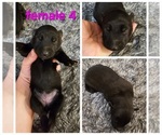 Puppy Puppy 9 Belgian Malinois