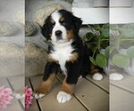 Small Photo #5 Bernese Mountain Dog Puppy For Sale in CLARE, MI, USA