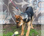 Small #1 German Shepherd Dog Mix