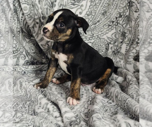 American Bully Puppy for sale in NEWPORT, WA, USA