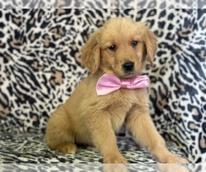 Golden Retriever Puppy for sale in LANCASTER, PA, USA