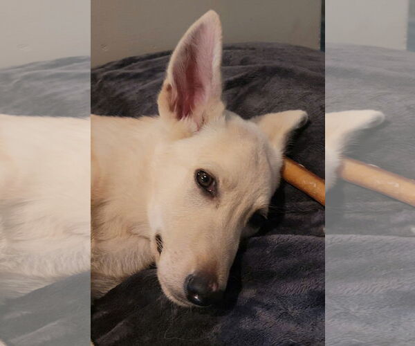Medium Photo #4 Collie-Unknown Mix Puppy For Sale in Plainfield, IL, USA