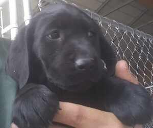 Labrador Retriever Puppy for sale in PUEBLO, CO, USA