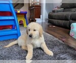Small Photo #5 Golden Retriever Puppy For Sale in BLACK FOREST, CO, USA