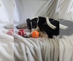 Small #10 Bulldog Mix