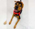 Small Photo #2 Doberman Pinscher-Unknown Mix Puppy For Sale in Houston, TX, USA