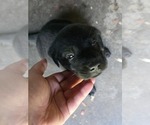 Small #1 Labrador Retriever