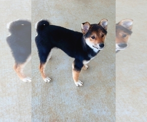 Shiba Inu Puppy for Sale in RIVERSIDE, California USA