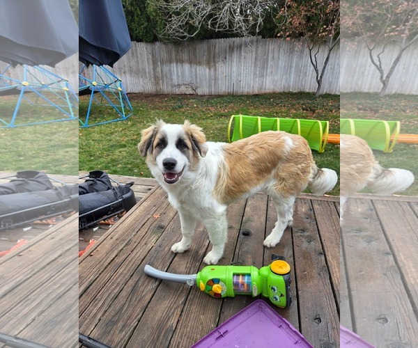 Medium Photo #1 Great Pyrenees Puppy For Sale in Bountiful, UT, USA