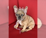 Small #2 French Bulldog