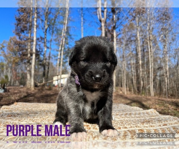 Medium Photo #1 Anatolian Shepherd Puppy For Sale in PENDLETON, SC, USA