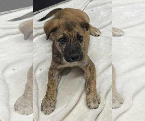 Medium Photo #1 Collie-German Shepherd Dog Mix Puppy For Sale in Mechanicsburg, PA, USA