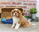 Small #17 Cavalier King Charles Spaniel