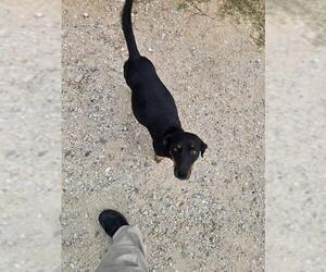 Basset Hound-Black and Tan Coonhound Mix Dogs for adoption in Conroe, TX, USA