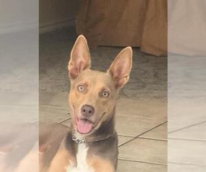 Australian Kelpie-Labrador Retriever Mix Dogs for adoption in San Antonio, TX, USA