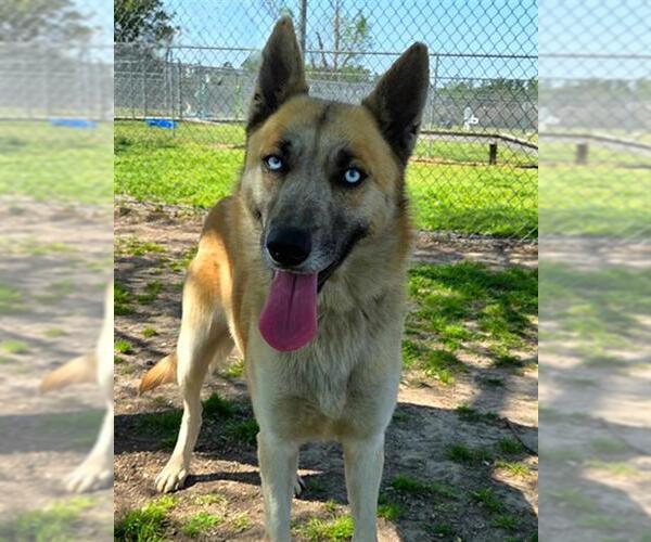 Medium Photo #1 German Shepherd Dog-Huskies  Mix Puppy For Sale in Conroe, TX, USA