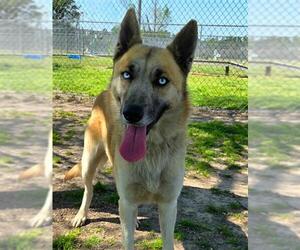 German Shepherd Dog-Huskies Mix Dogs for adoption in Conroe, TX, USA