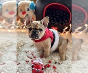 French Bulldog Puppy for sale in SAN DIEGO, CA, USA
