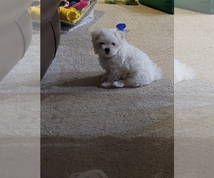 Maltese Puppy for sale in MINT HILL, NC, USA