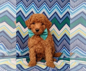 Goldendoodle Puppy for sale in NOTTINGHAM, PA, USA