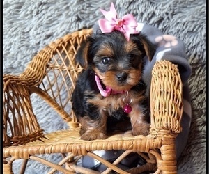 Yorkshire Terrier Puppy for sale in MANSFIELD, MO, USA