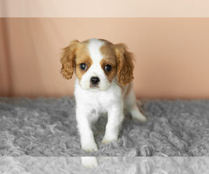 Cavalier King Charles Spaniel Puppy for sale in MILLERSBURG, IN, USA