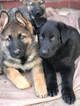 Small Photo #1 German Shepherd Dog Puppy For Sale in PENSACOLA, FL, USA