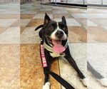 Small Photo #12 Boston Huahua Puppy For Sale in Sanford, FL, USA