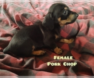 Dachshund Puppy for sale in CANTON, GA, USA