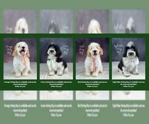 Mutt-Poodle (Standard) Mix Puppy for sale in MIDDLETOWN, VA, USA