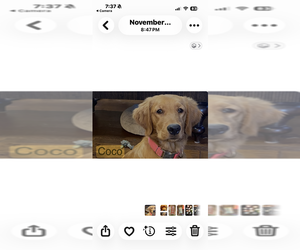 Mother of the Golden Retriever puppies born on 09/09/2026