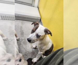 Catahoula Leopard Dog-Unknown Mix Dogs for adoption in Temple, TX, USA
