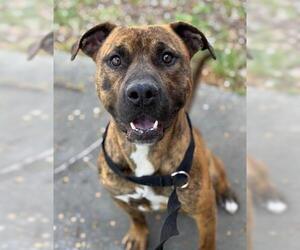 American Pit Bull Terrier-Unknown Mix Dogs for adoption in Woodland, CA, USA