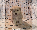Puppy Bella Pomsky
