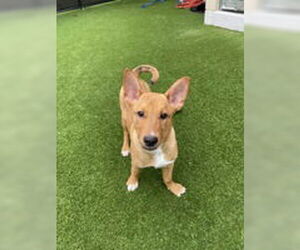 American Pit Bull Terrier Dogs for adoption in Salinas, CA, USA