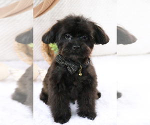 ShihPoo Puppy for sale in SYRACUSE, IN, USA