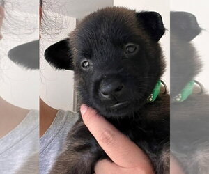 Mutt Dogs for adoption in Lake Forest, CA, USA