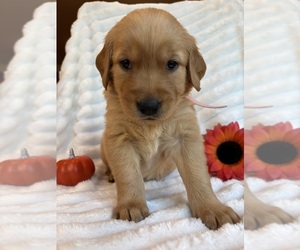 Medium Golden Retriever