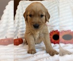Puppy 4 Golden Retriever