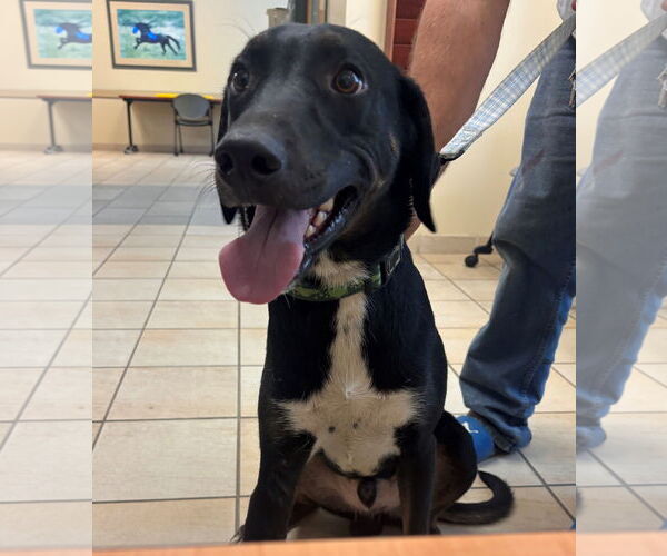 Medium Photo #1 German Shorthaired Pointer-Unknown Mix Puppy For Sale in Virginia Beach, VA, USA