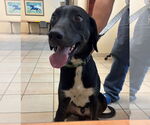 Small German Shorthaired Pointer Mix