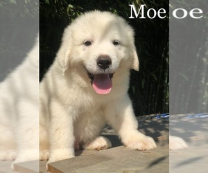 Great Pyrenees Puppy for sale in PARTLOW, VA, USA