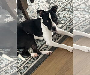 Kane - Male American Pit Bull Terrier-Unknown Mix Dog for Adoption - Photo #5
