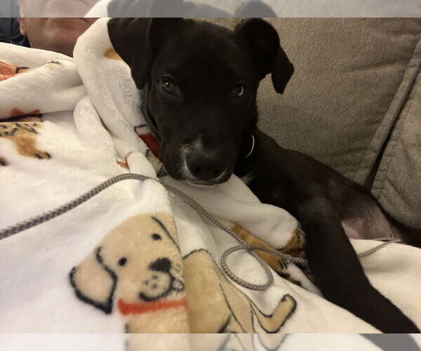 Medium Photo #4 Mutt Puppy For Sale in Springdale, PA, USA