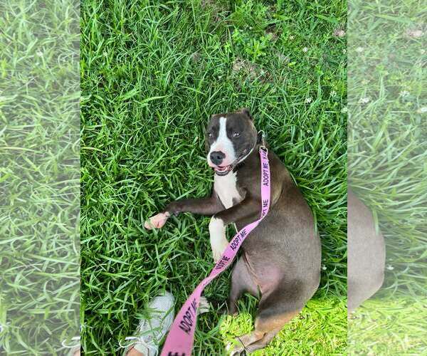 Medium Photo #2 Mutt Puppy For Sale in Rockaway, NJ, USA